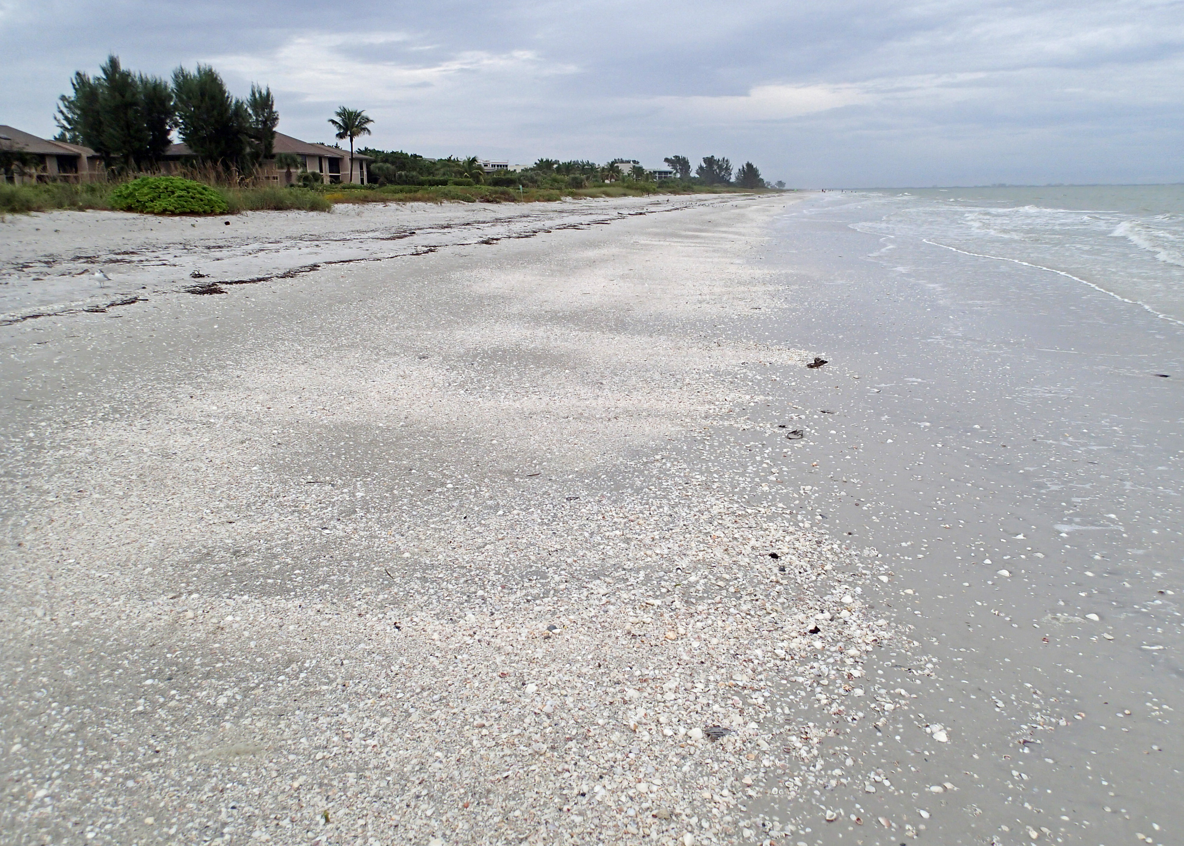 Collecting seashells image